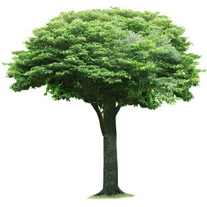Korona alakított fa kép