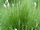 Carex nigra / Fekete sás ikon