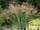 Carex gigantea - Óriás sás ikon