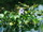 Eichornia crassipes / Vízi jácint ikon