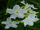 Nerium oleander 'Soeur Agnes'