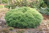 Pinus Strobus 'Minima' kép