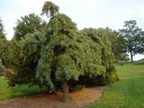 Pinus strobus 'Pendula' kép