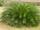 Cycas revoluta