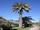 Jubaea chilensis