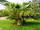 Livistona chinensis