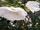 Nerium oleander