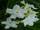 Nerium oleander 'Soeur Agnes'