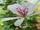 Pelargonium