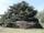 Picea pungens