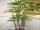 Rhapis humilis