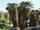 Washingtonia filifera
